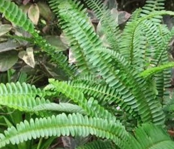 Kupukupu Fern