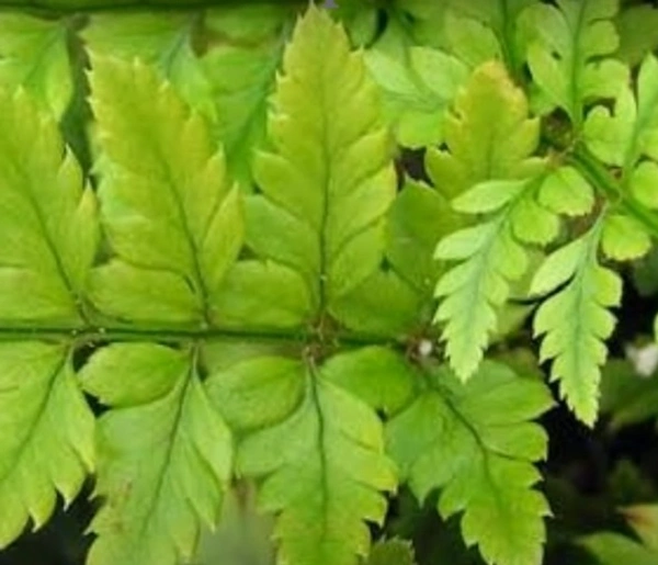 Korean Rock Fern