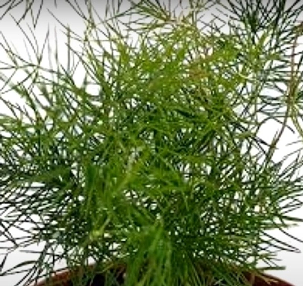 Ming Fern