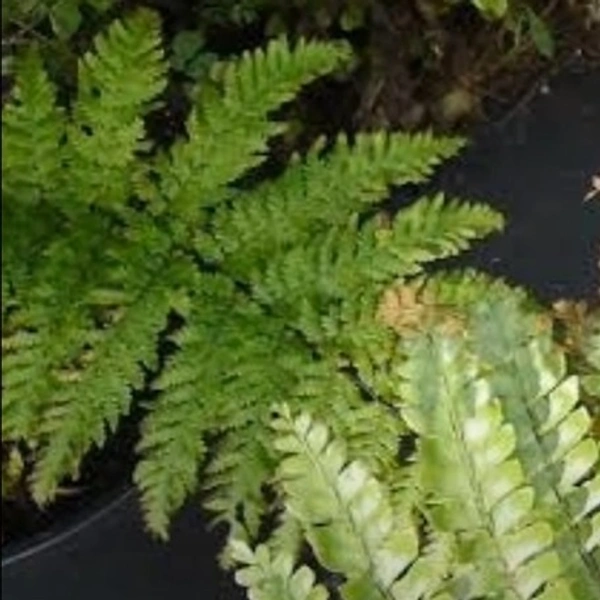 Mahogany Fern