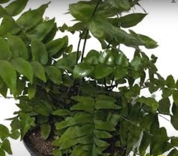 Macho Fern
