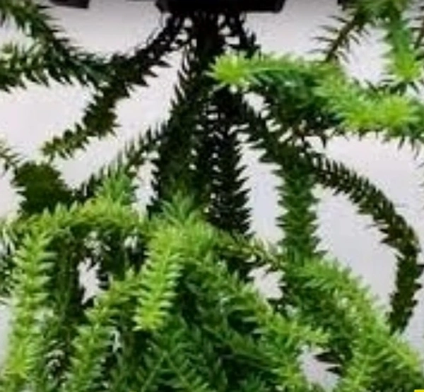 Lycopodium Fern