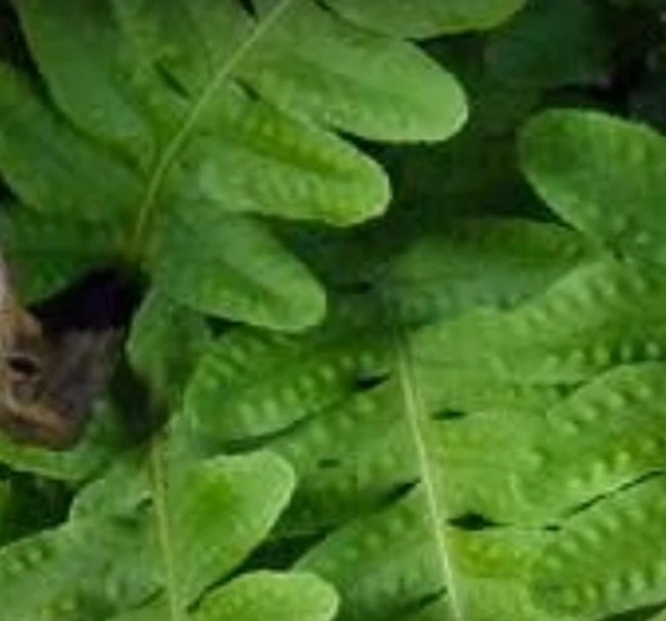 Licorice Fern
