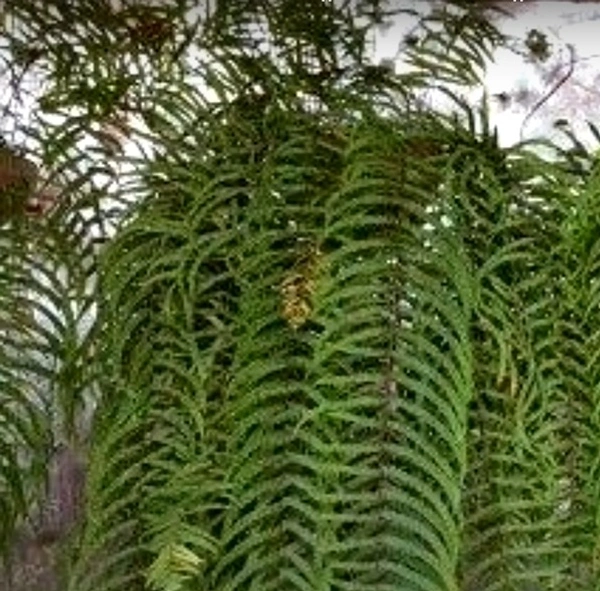 Peruvian Fern