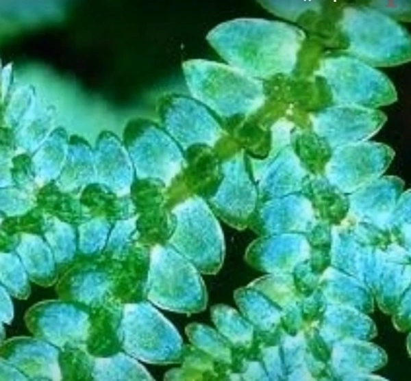 Peacock Fern