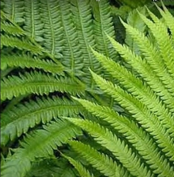 Ostrich Fern