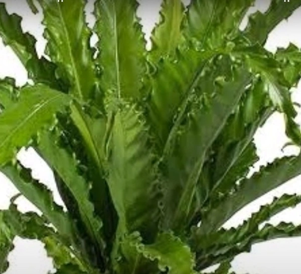 Osaka Fern