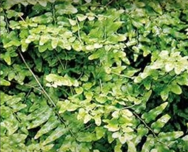 Old World Climbing Fern