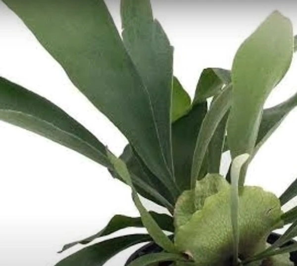 Staghorn Fern