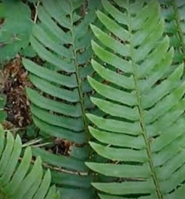 Sword Fern