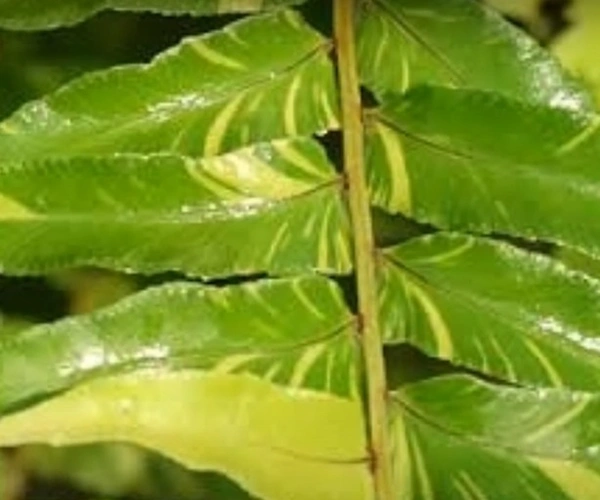Tiger Fern