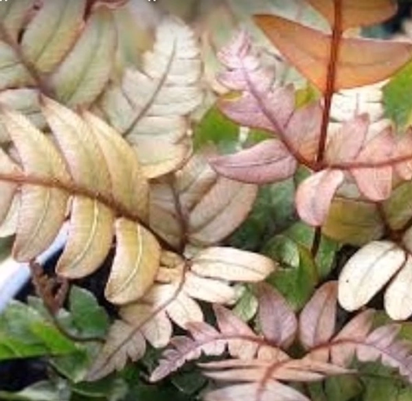 Tricolor Fern