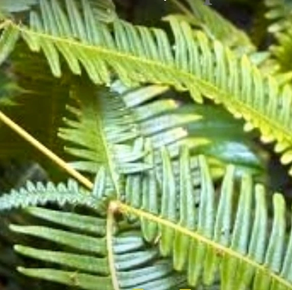 Uluhe Fern