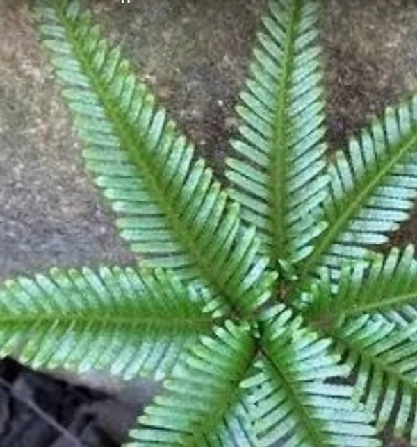 Umbrella Fern