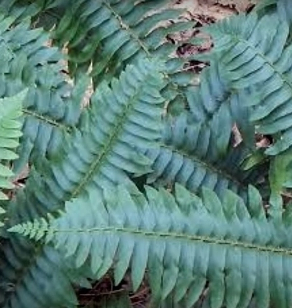 Christmas Fern