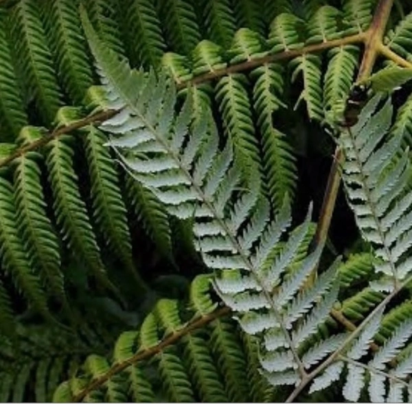 Silver Fern