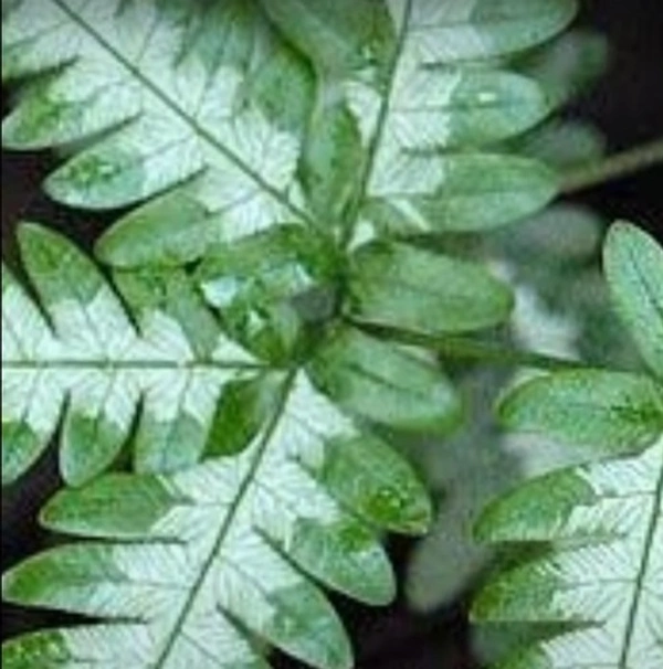 Silver Brake Fern