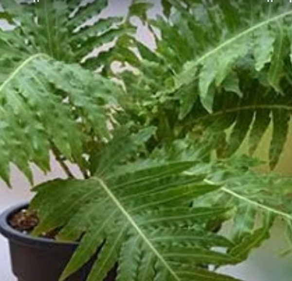 Silver Lady Fern