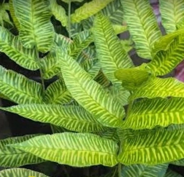 Golden Zebra Fern