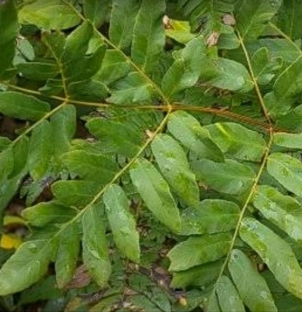 Royal Fern