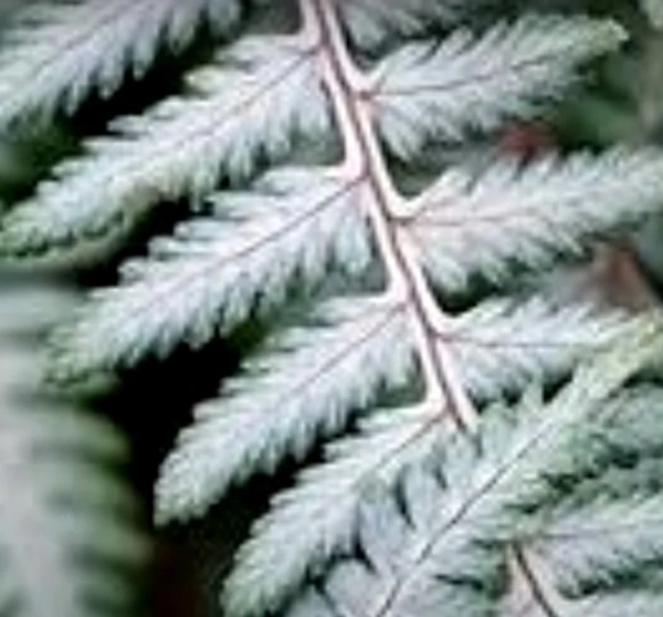 Branford Beauty Fern