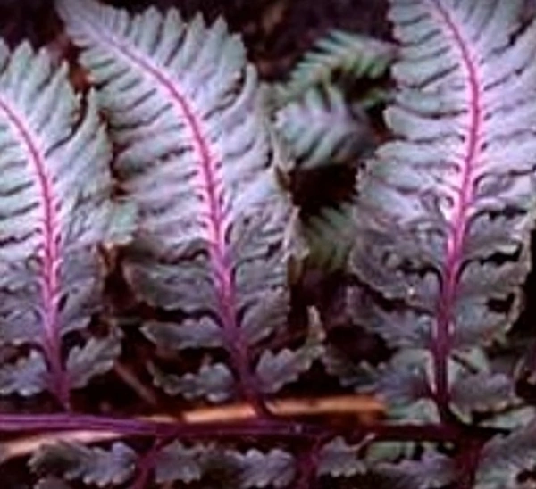 Ursula's Red Fern