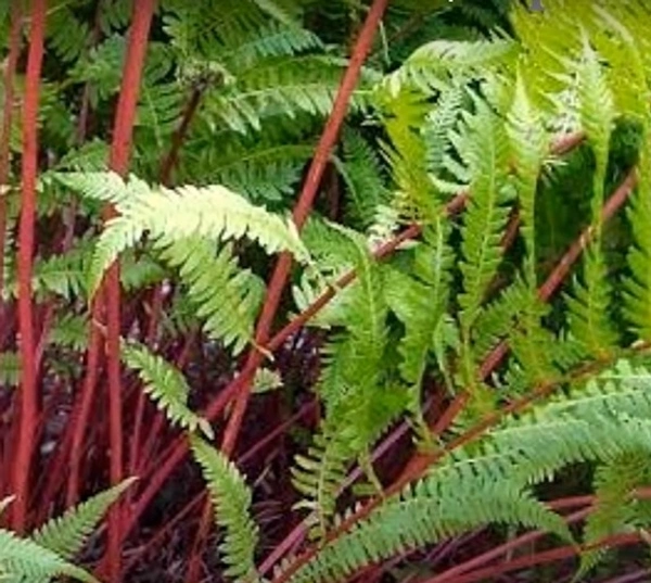 Lady In Red Fern