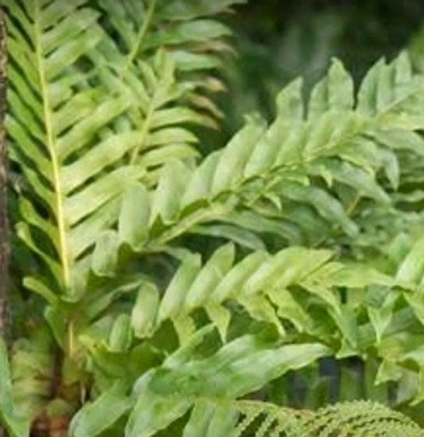 Heraclea Fern