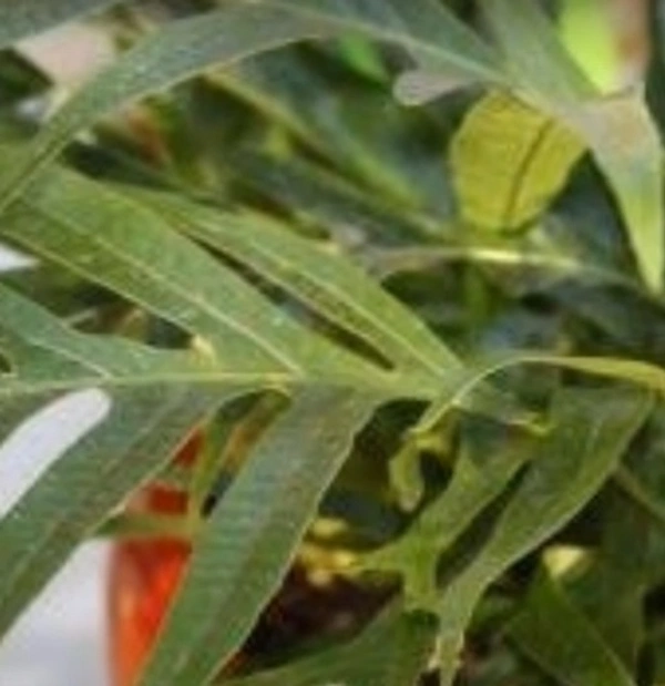 Snake leaf Fern