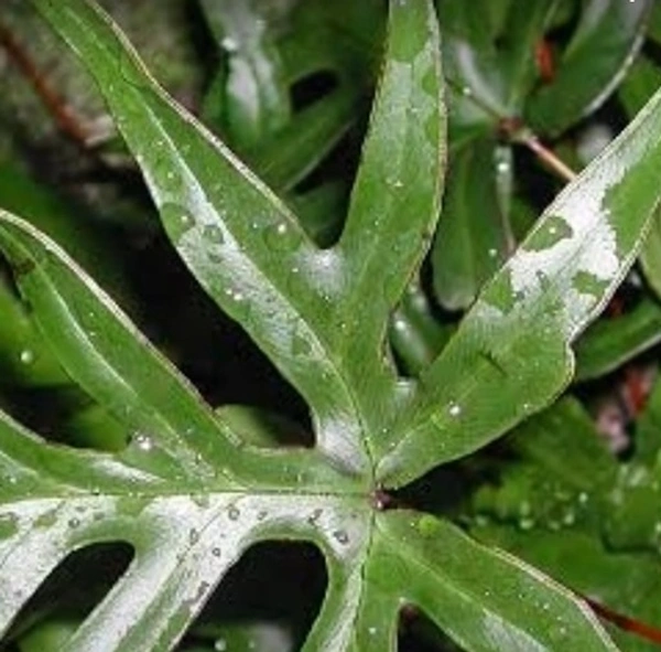 Nobilis Fern
