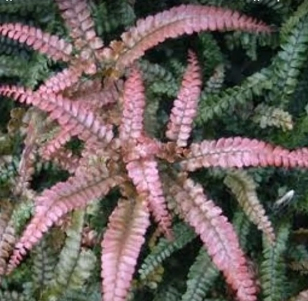 Rosy Maidenhair Fern
