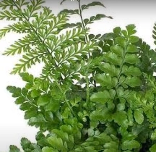 Mother Fern