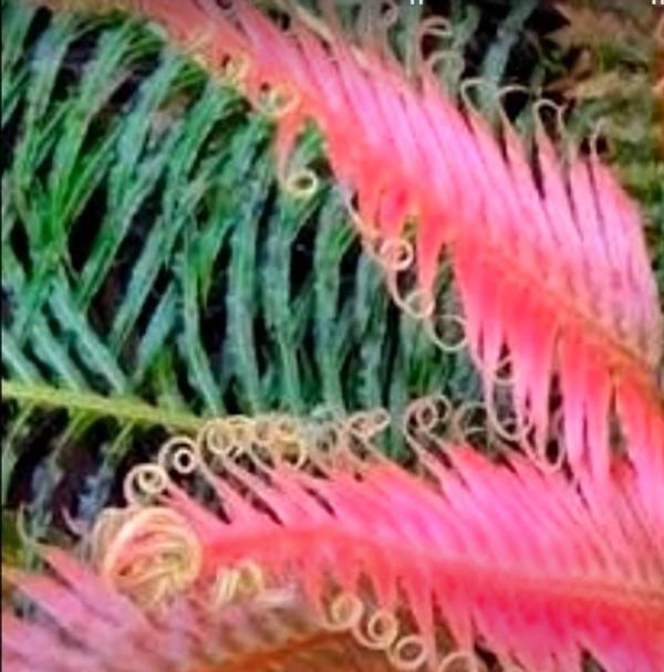 Red Brazilian Tree Fern