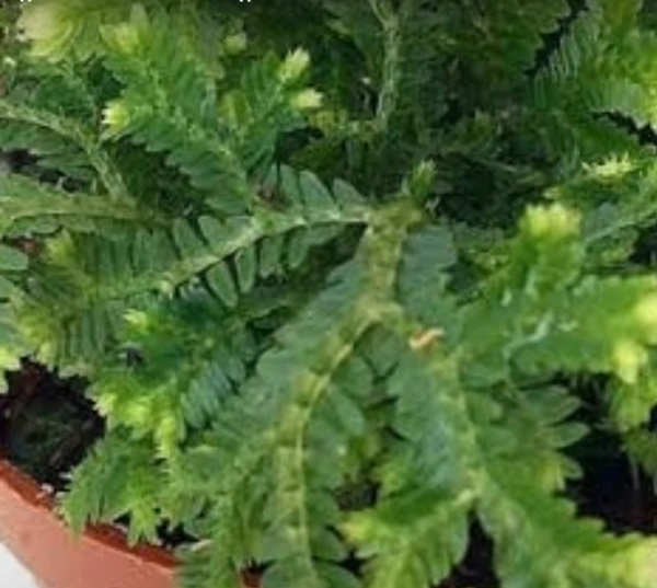 Frosty Fern