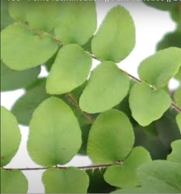 Sickle Fern