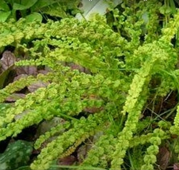 Tatting Fern