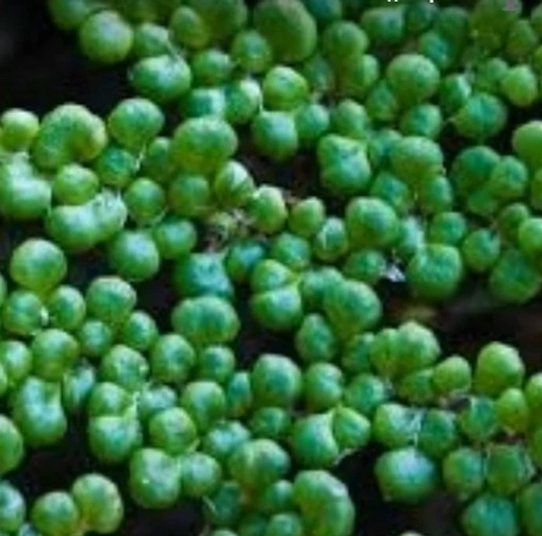 Coville's Lip Fern