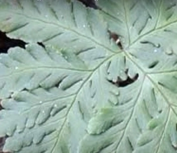 Concolor Fern