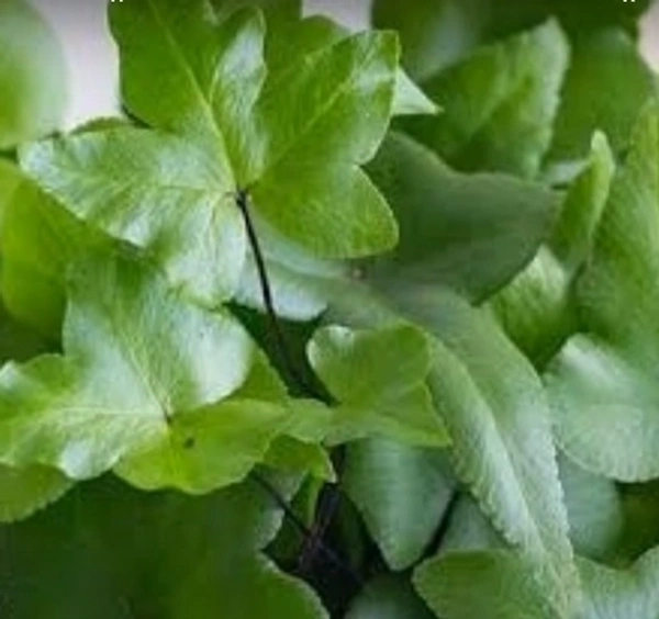 Digit Fern