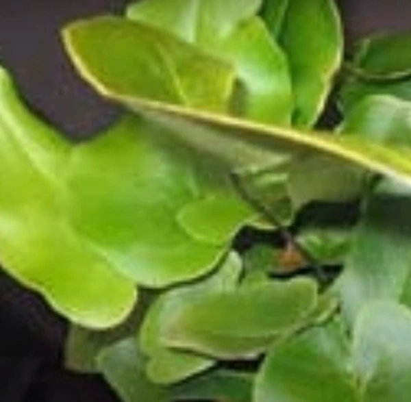Ludens Fern