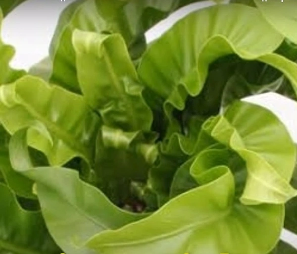 Hurricane Bird's Nest Fern