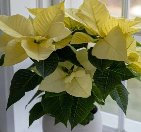 Poinsettia Candy  Winter Green