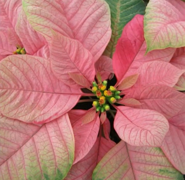 Poinsettia Christmas Beauty Nostalgia