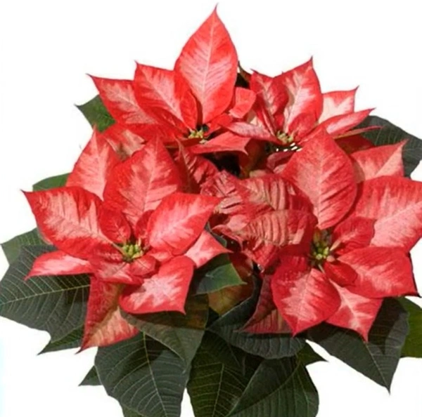 Poinsettia Christmas Beauty Princess
