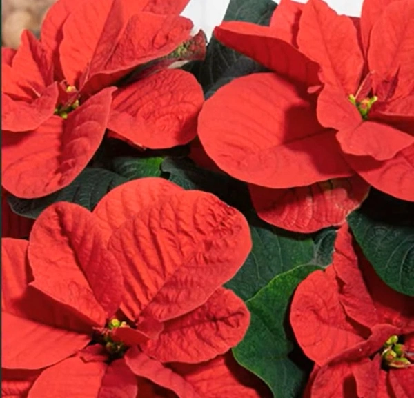 Poinsettia Christmas Mouse