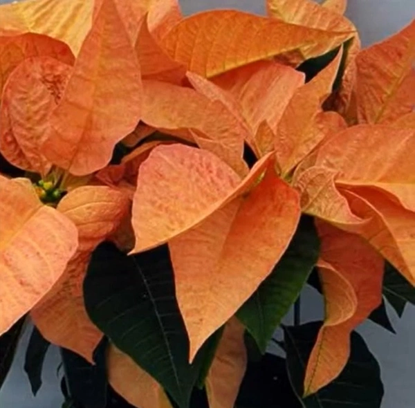 Poinsettia Cinnamon Star