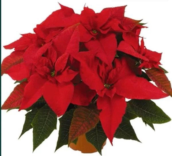 Poinsettia Classic Mix