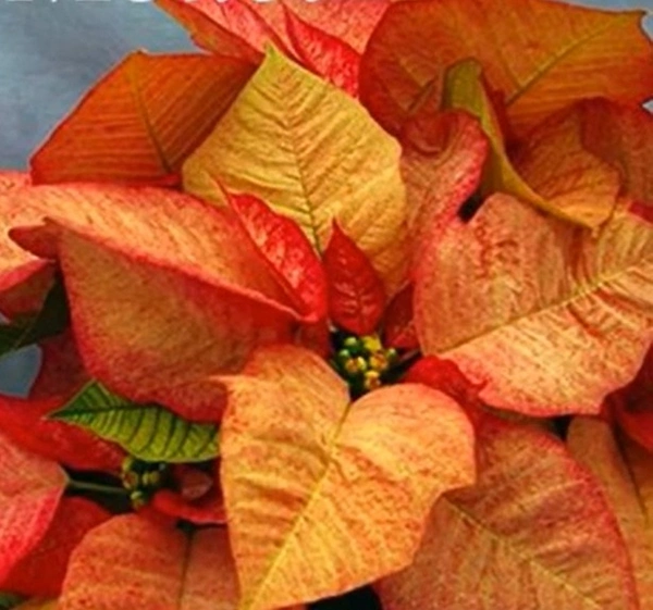 Poinsettia Early Monet