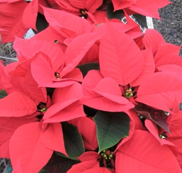 Poinsettia Euphorbia Aries Red