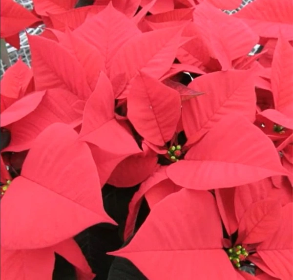 Poinsettia Euphorbia Astro Red